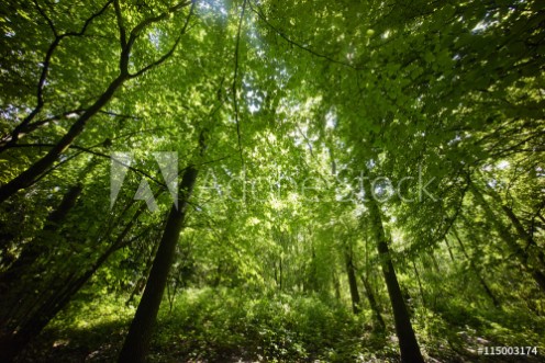 Picture of Trees in a green  forest